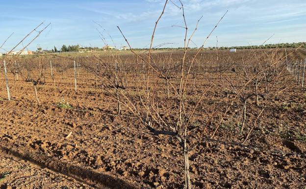 La Comunidad de Labradores rechaza las acusaciones de La Unión sobre su representante en la DO Cava
