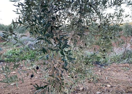 El depósito municipal acumula ya 20.000 kilos de aceitunas robadas