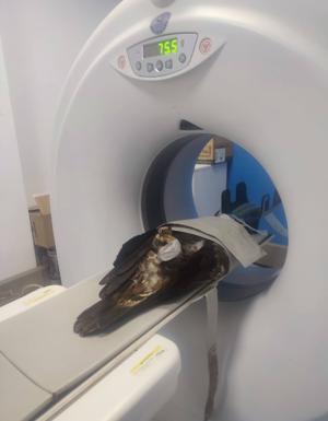 El Seprona soltará un águila imperial recuperado en el hospital de fauna salvaje de Amus