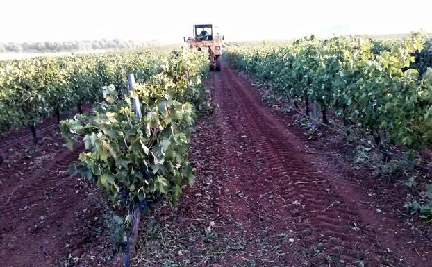 Piden un plan de destilación de crisis para el vino y advierten de movilizaciones si no se aprueba