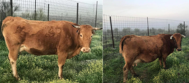 Aparecen dos vacas mutiladas en Arroyo de la Luz