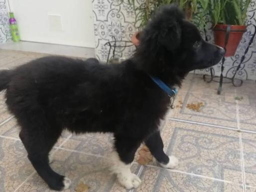 Perro perdido por Arroyo de la Luz