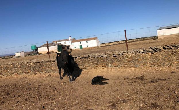 Nuevo caso de violencia animal en una finca de Arroyo de la Luz