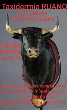 Taxidermia Ruano dona una cabeza de toro a la Asociación Cultural Taurina Dehesa de Extremadura para colaborar en la lucha frente al coronavirus