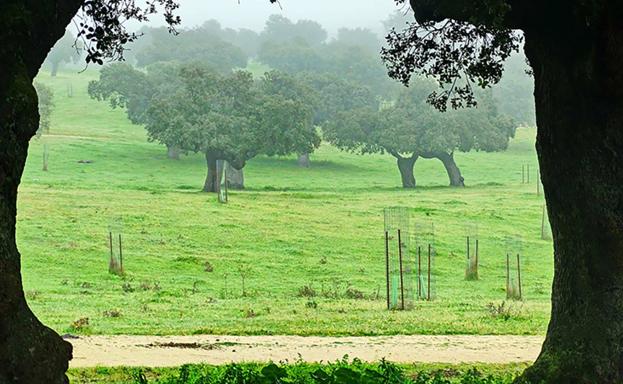 El Ayuntamiento de Arroyo de la Luz planta 1.796 árboles