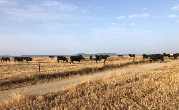 Una vez más, el campo arroyano sufre actos delictivos