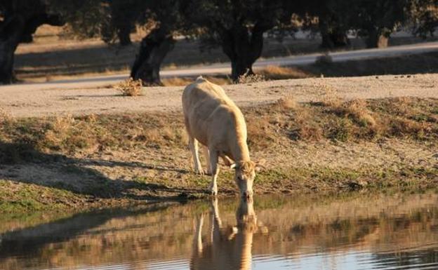 La Consejería de Agricultura publica la convocatoria de ayudas para explotaciones agroganaderas afectadas por Covid-19