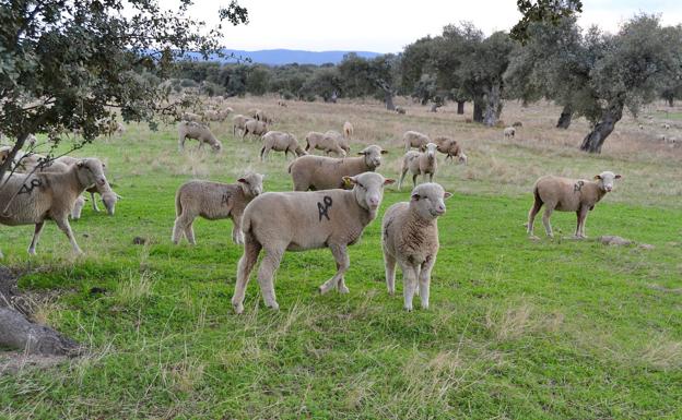 El ayuntamiento subasta 8 corderos merinos precoz