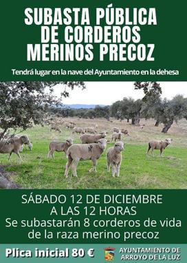 El ayuntamiento subasta 8 corderos merinos precoz