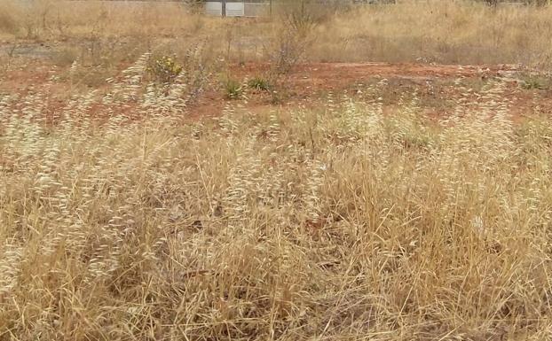 El Ayuntamiento recuerda la obligación de llevar a cabo la limpieza de vegetación seca antes del 15 de junio