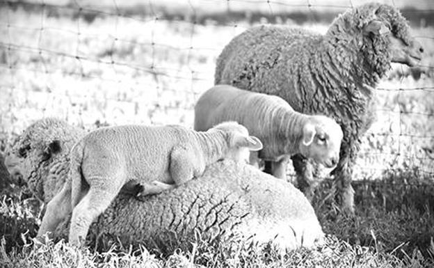 Subasta pública de corderos Merino Precoz