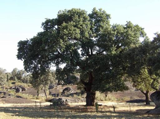 'La Botica de la Tía Antonia' divulga las propiedades de las encinas