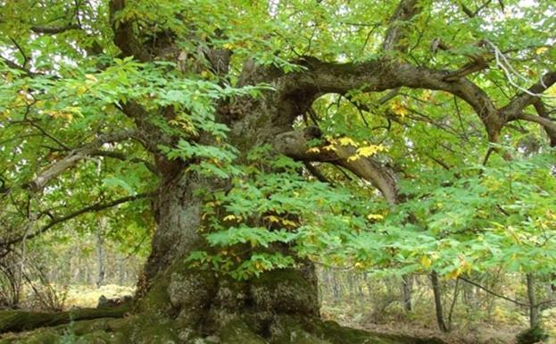 El roble en 'La botica de la tía Antonia'