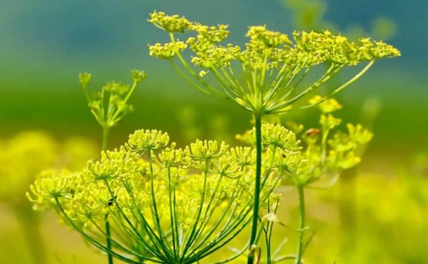 El hinojo, una planta con múltiples cualidades de los campos arroyanos
