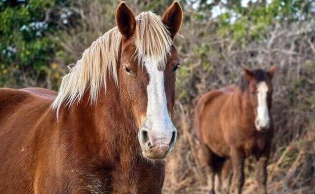 La dehesa arroyana, un paraíso que alberga al caballo hispano-bretón
