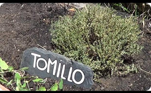 El tomillo de 'La Botica de la Abuela'