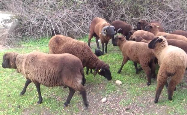 La dehesa arroyana alberga casi 100 cabezas de Oveja Negra