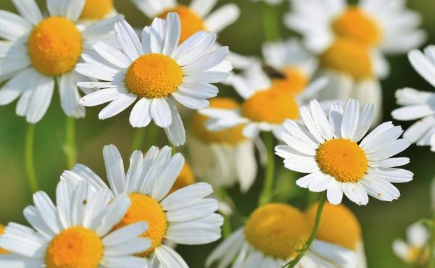 La manzanilla, un remedio natural que tiñe de blanco los suelos de la dehesa