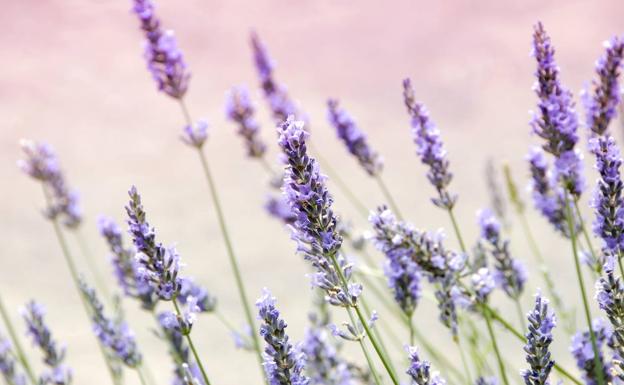 La lavanda, el manto lila de la dehesa