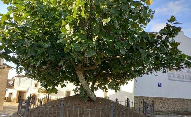 La higuera, un árbol con muchas propiedades de la dehesa arroyana