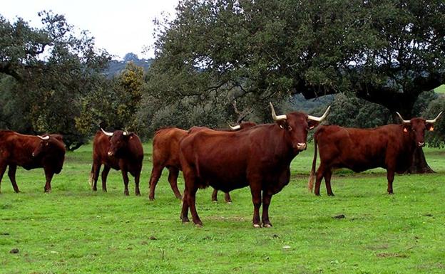 La Vaca Retinta, otro de los habitantes de la dehesa arroyana