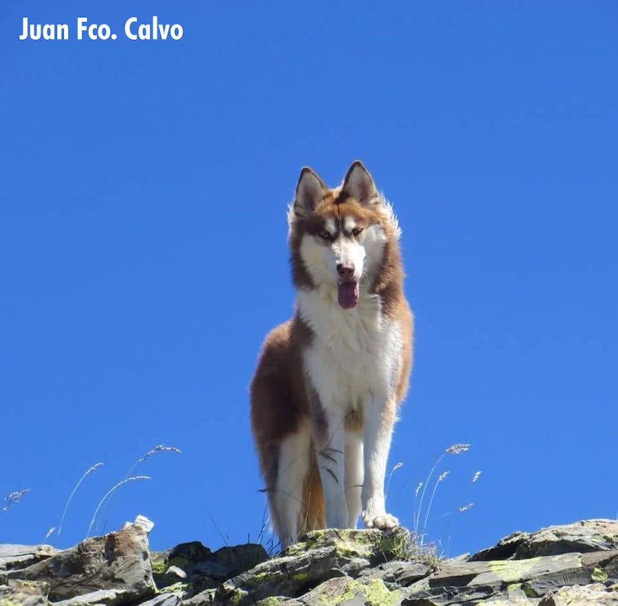 Animales para un calendario solidario