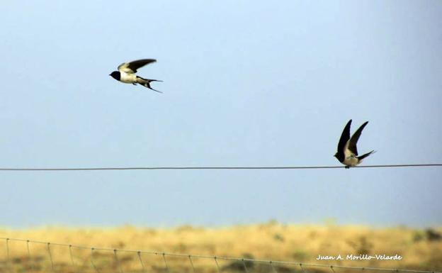 S.O.S. para la golondrina común