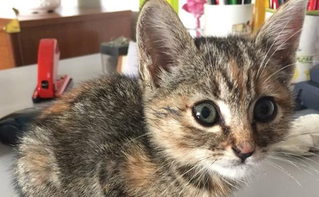 La asociación SOS Animales de Campanario deja de recoger perros y gatos abandonados
