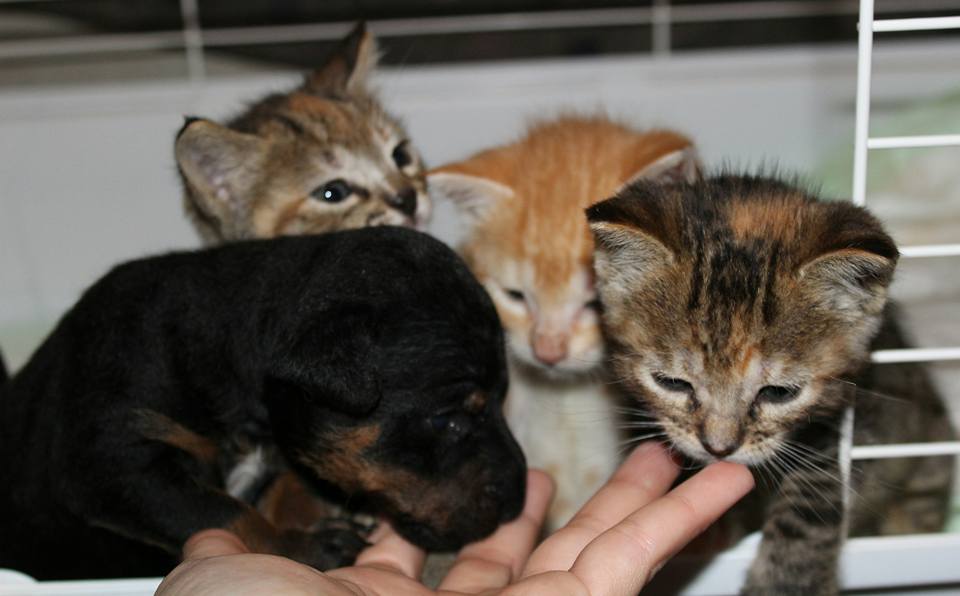 SOS Animales Campanario comunica oficialmente el cese de las recogidas