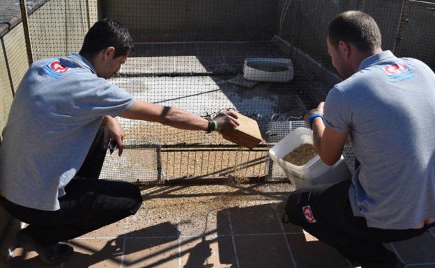 El Ayuntamiento instala jaulas trampa para controlar la plaga de palomas