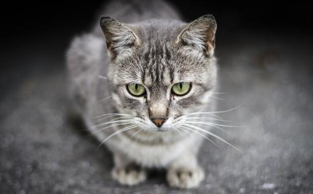 Los calendarios de SOS Animales Campanario ya están a la venta
