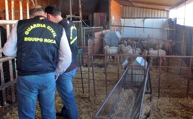 Detenidos dos vecinos de Campanario por robar cerca de 170 corderos en fincas de La Serena