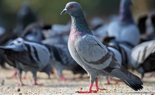 El Ayuntamiento captura más de 450 palomas con trampeo desde el mes de octubre