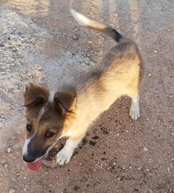 SOS Animales Campanario denuncia el abandono de un cachorro encontrado con múltiples heridas