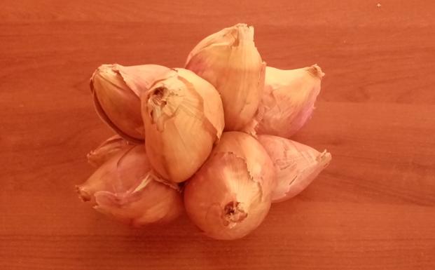 Antonio Cascos cultiva una curiosa cebolla con siete cabezas