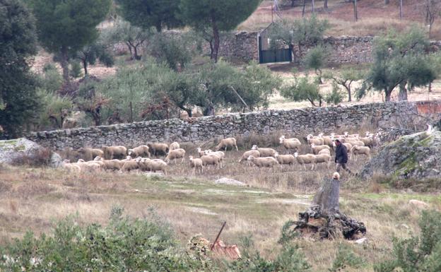 El Ayuntamiento informa de las ayudas de la Junta para explotaciones agroganaderas afectadas por la COVID-19