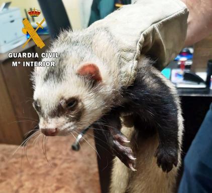 La Guardia Civil sorprende a un hombre cazando con un hurón y redes ilegales en una finca de Campanario