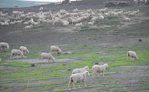 Desde el 1 de octubre se pueden cobrar los aprovechamientos de medias hierbas y rastrojeras