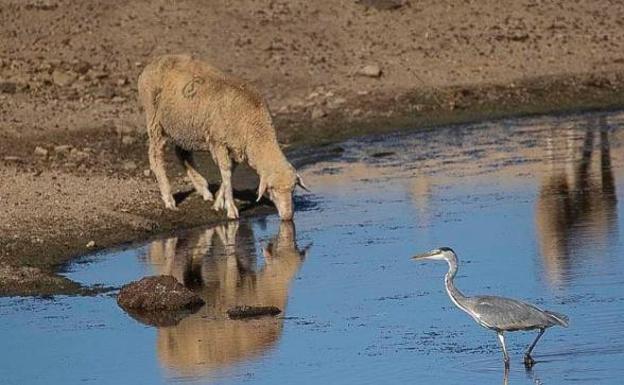 Hoy finaliza el plazo para presentar fotografías para el concurso del calendario animalista