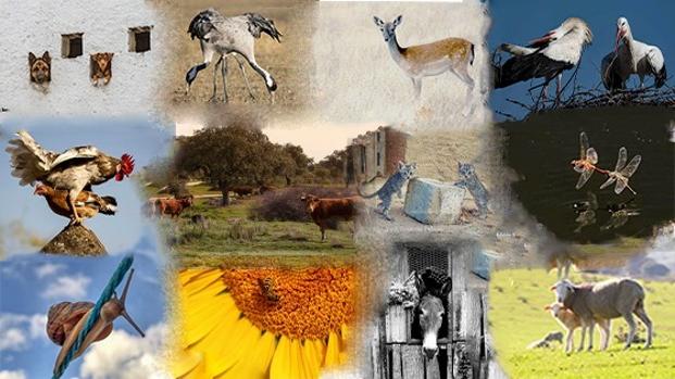 Seleccionadas las doce fotografías que formarán parte del calendario de SOS Animales Campanario