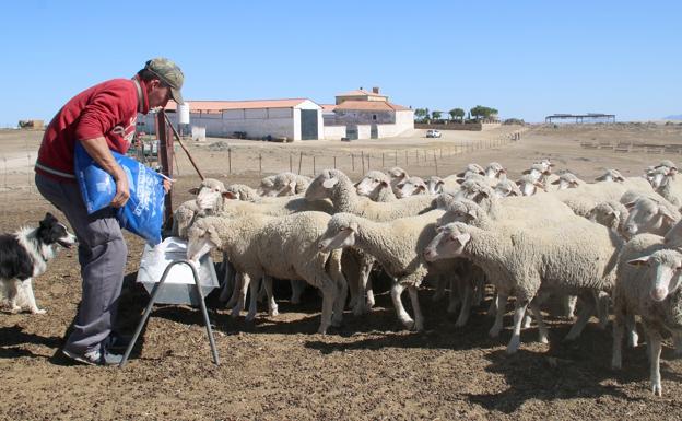 Manuel Cruces trae esperanza y futuro al pastoreo en La Serena
