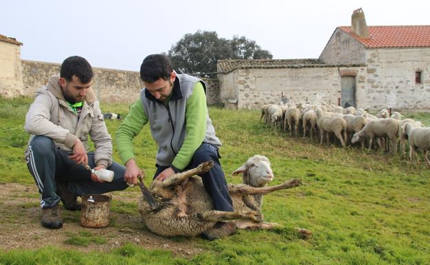 Savia nueva para la ganadería en Campanario