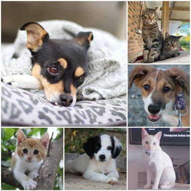 Durante el 2020 la Asociación SOS Animales Campanario rescató a más de una treintena de perros y gatos