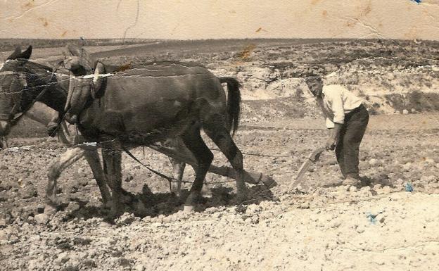 Diego Caballero dedica un poema a la antigua labranza de la tierra con mulas