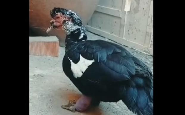 SOS Animales se ocupa de Curro, un pato herido por un sedal enredado en una de sus patas
