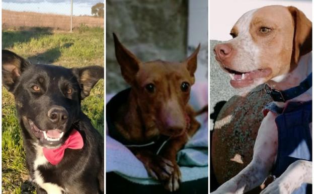 SOS Animales Campanario anuncia el cese de la recogida de animales por falta de instalaciones y medios económicos