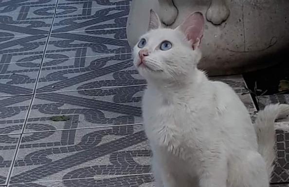 Piden colaboración para encontrar a una gata desaparecida en la zona del parque