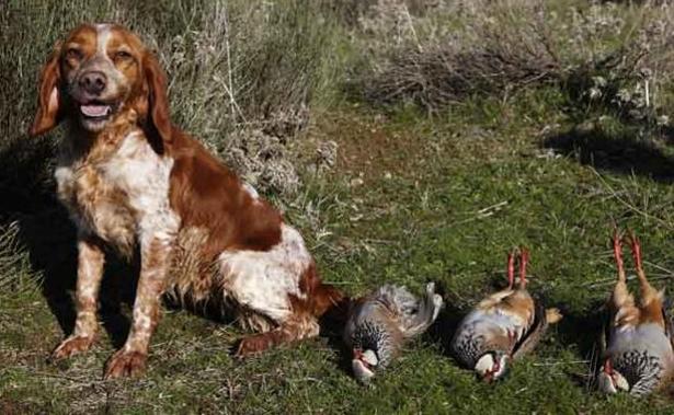 El Campeonato de caza con perros de muestra será el 11 de septiembre