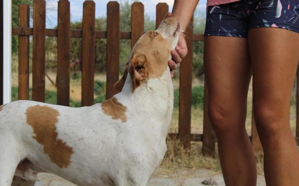 Dos perros buscan un hogar de adopción a través de SOS Campanario