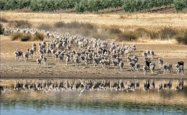 El calendario solidario de SOS Animales Campanario ya está a la venta